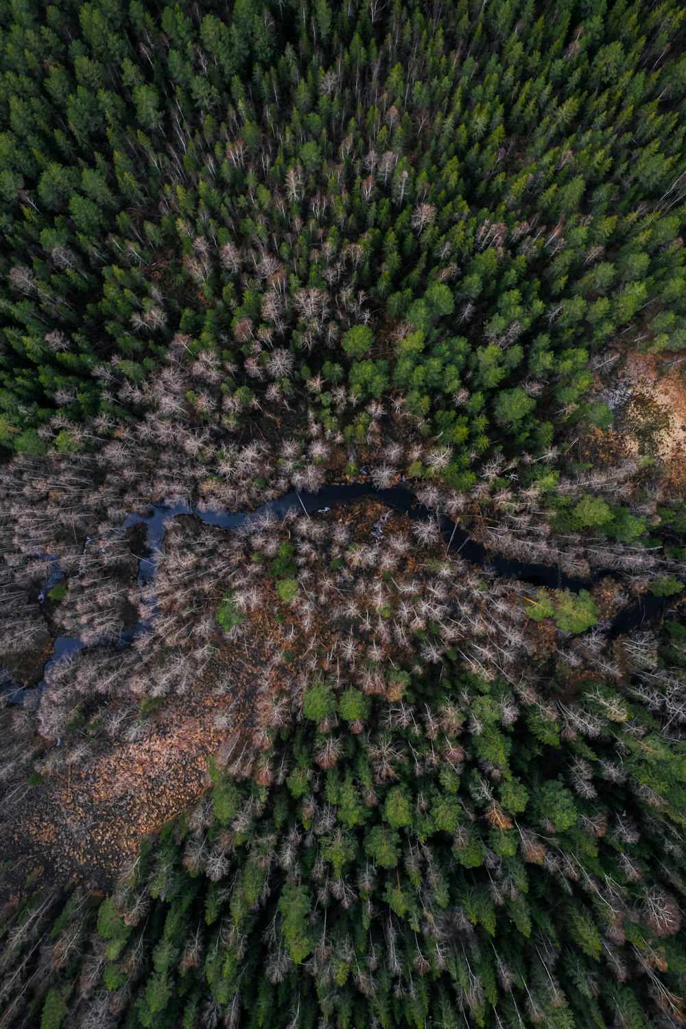 an aerial view of a forest with lots of trees