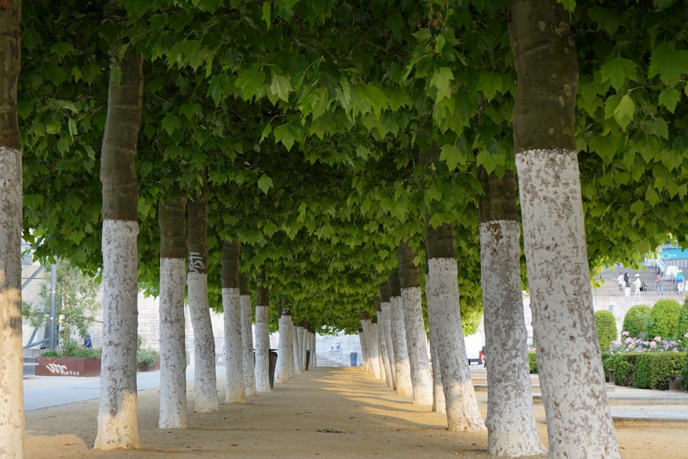 a row of trees that are next to each other
