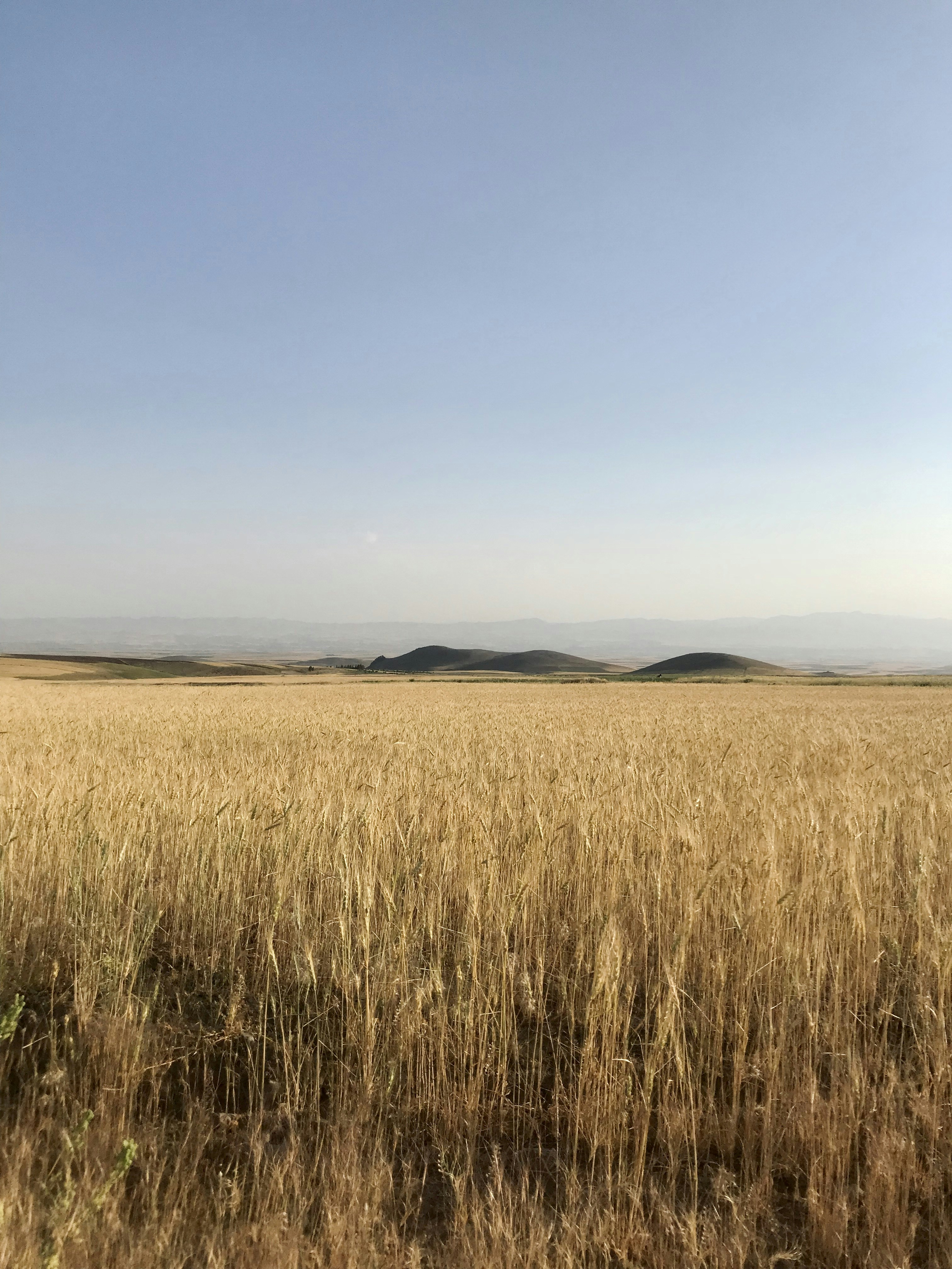 Wheat Montana Three Forks Menu