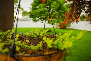 A close-up of a hanging basket filled with green foliage and soil, set against a vibrant outdoor garden background. The garden features a well-maintained lawn and lush trees, with some leaves turning orange, indicating seasonal change.