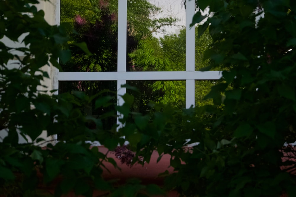 a window with a view of a tree outside