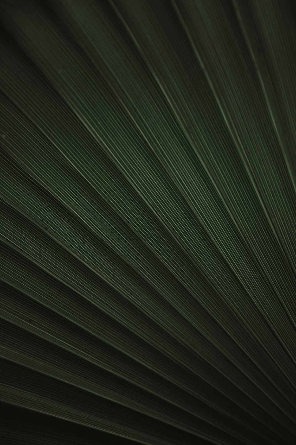 a close up view of a green leaf