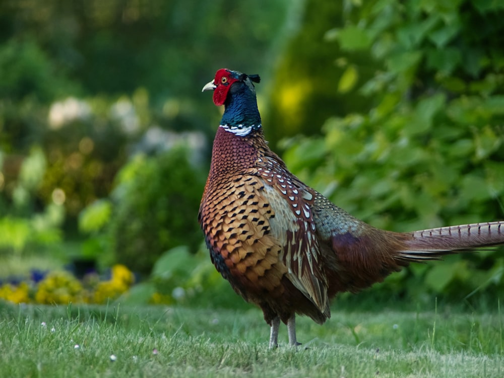 a pheasant standing in the middle of the grass