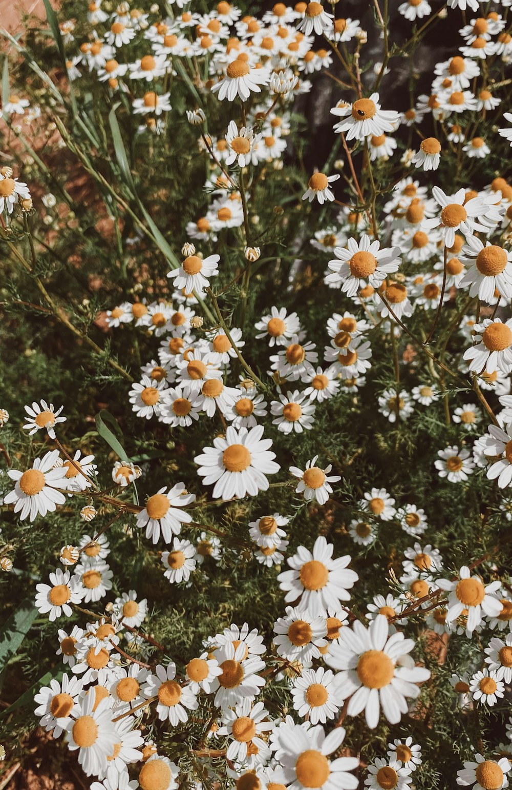 a bunch of white and yellow flowers in a field