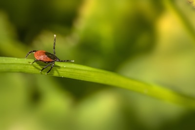 A close-up of a tiny tick crawling on a green blade of grass with a blurred green and yellow background.