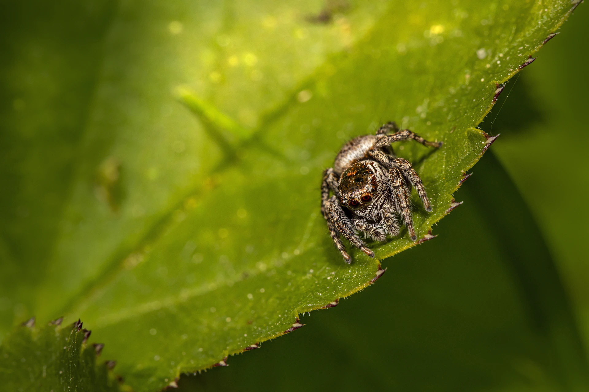 a close up of a spider on a leaf