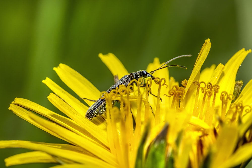 um inseto está sentado em uma flor amarela