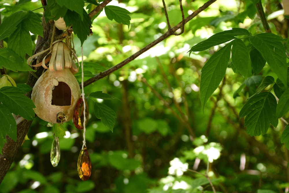 a seed pod hanging from a tree in a forest