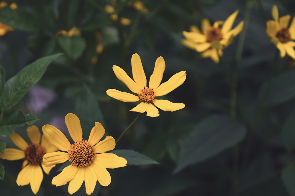 a group of yellow flowers with green leaves