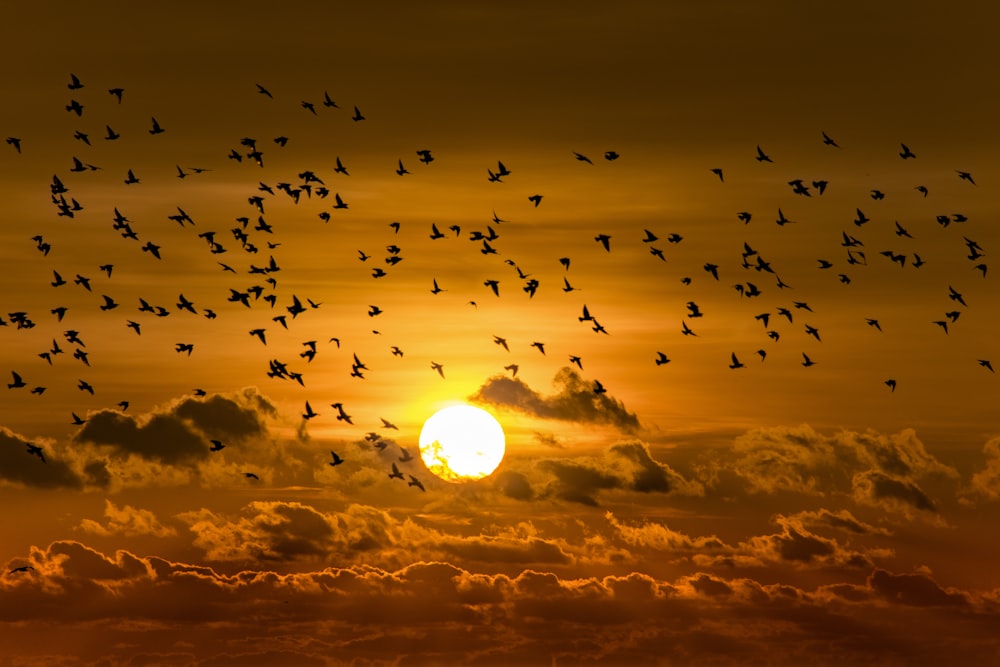 a flock of birds flying in the sky at sunset