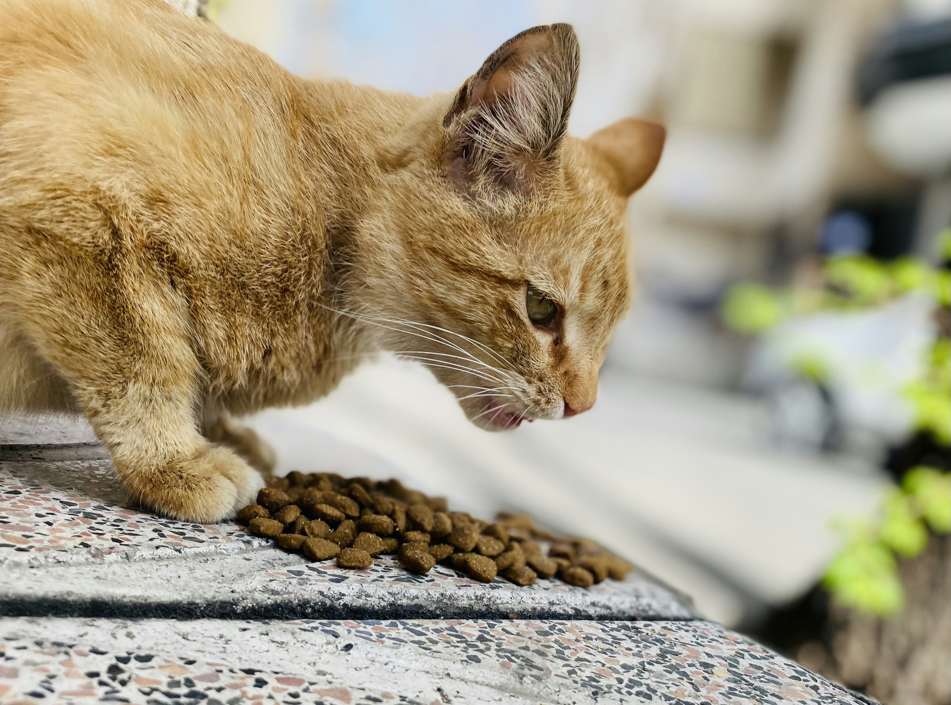 Orange tabby cat looking at a bowl of cat food, bright kitchen setting