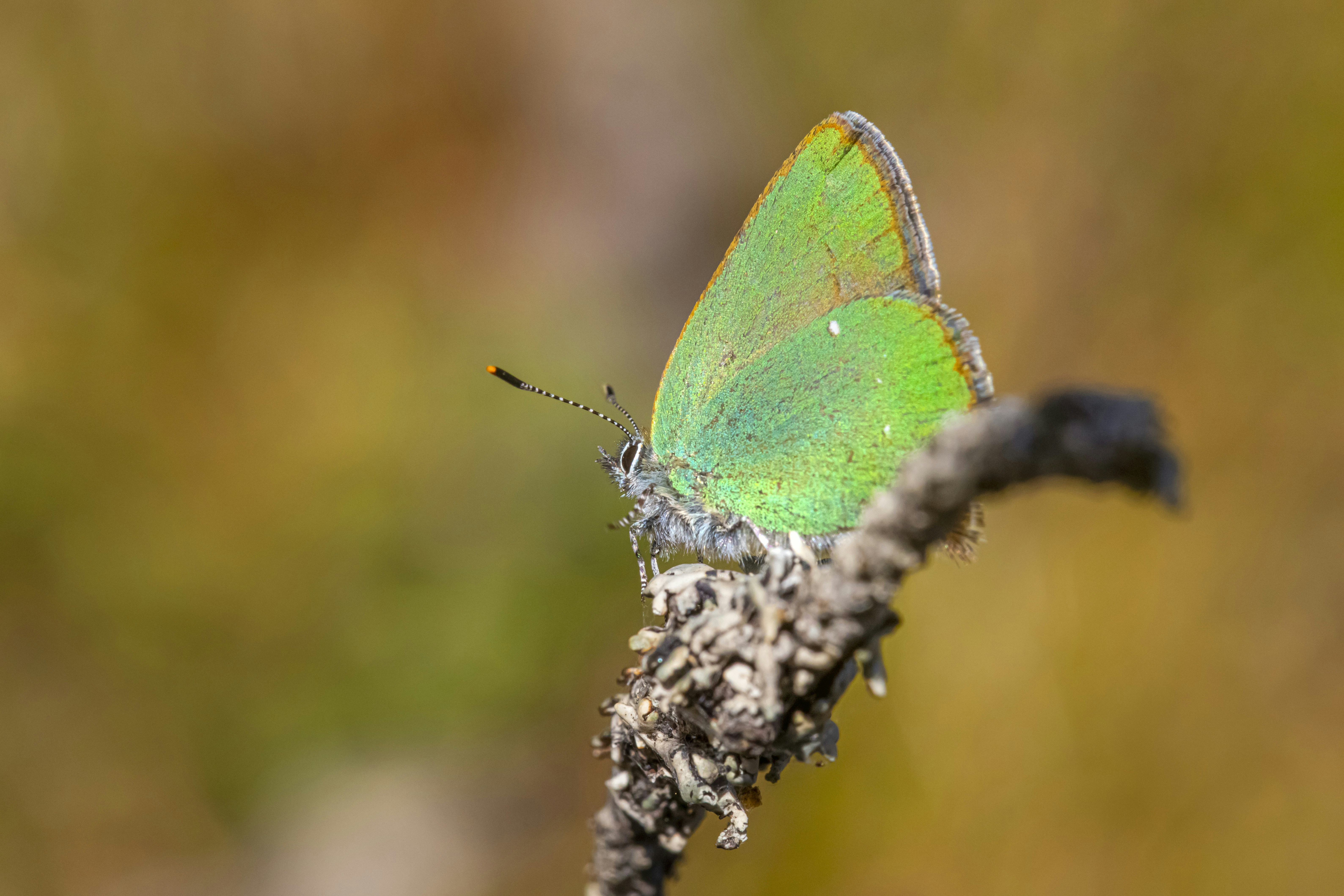 Photo by erik_karits