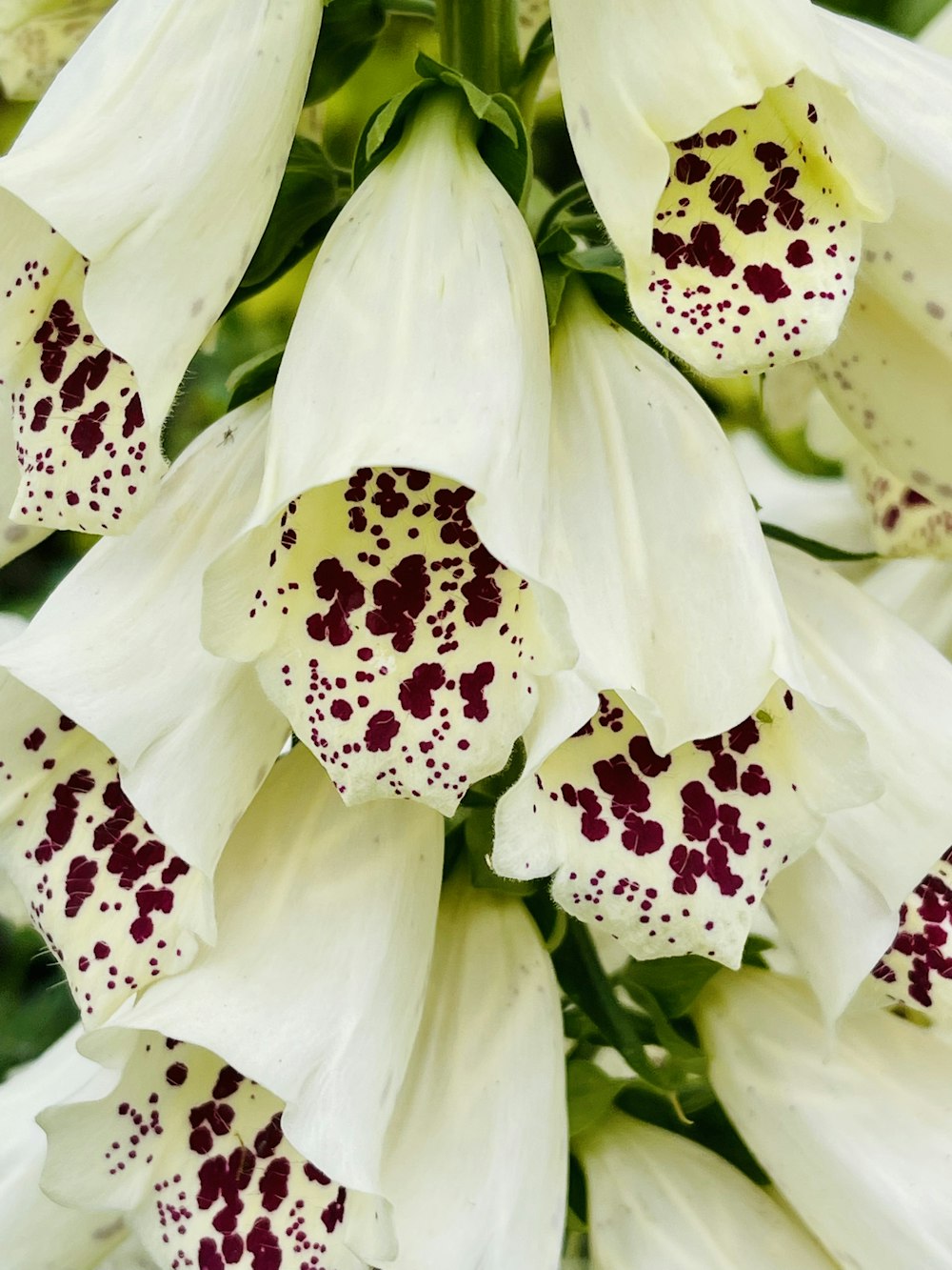 a close up of a white flower with red spots