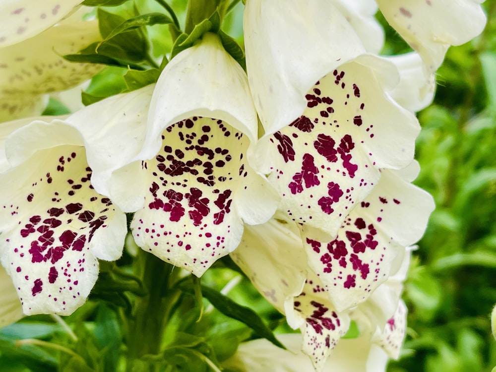 a close up of a white and red flower