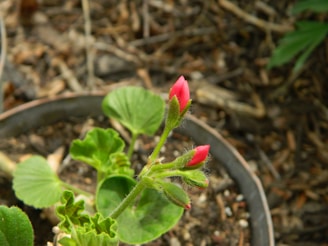 A close-up of a beautiful potted plant.