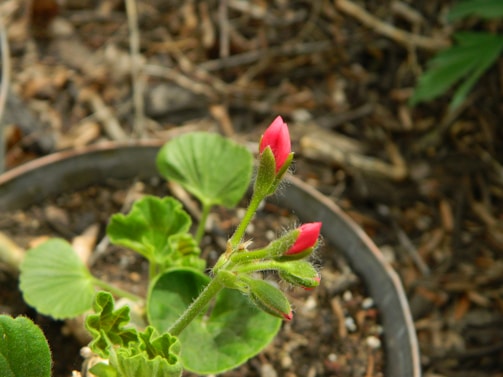 A close-up of a beautiful potted plant.
