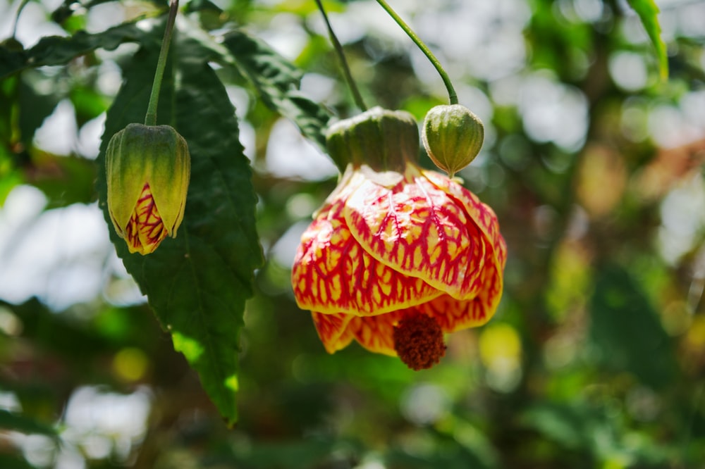 a close up of a flower on a tree