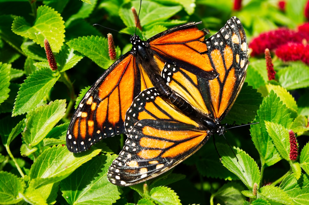 a couple of monarch butterflies sitting on top of green leaves