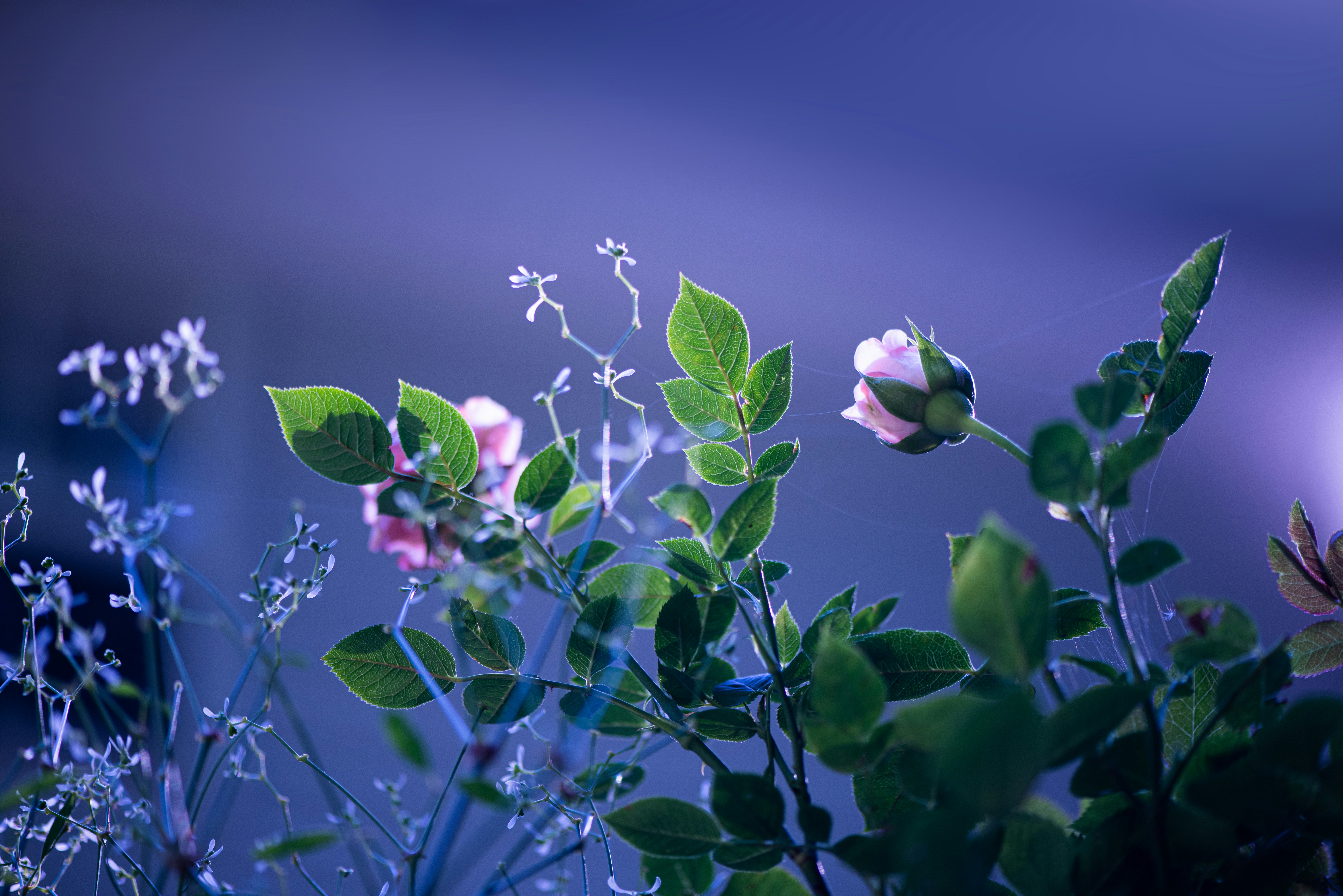 a bunch of flowers that are in a vase