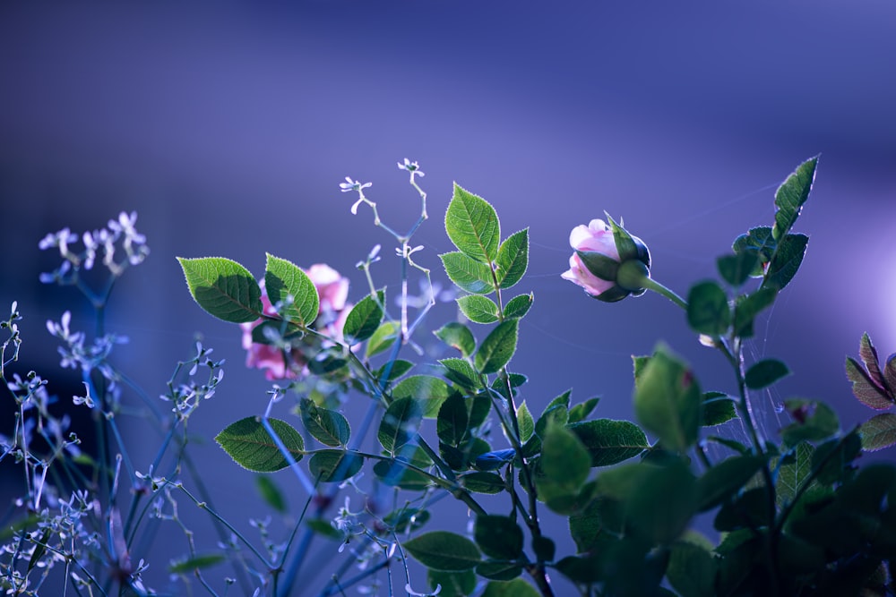 a bunch of flowers that are in a vase