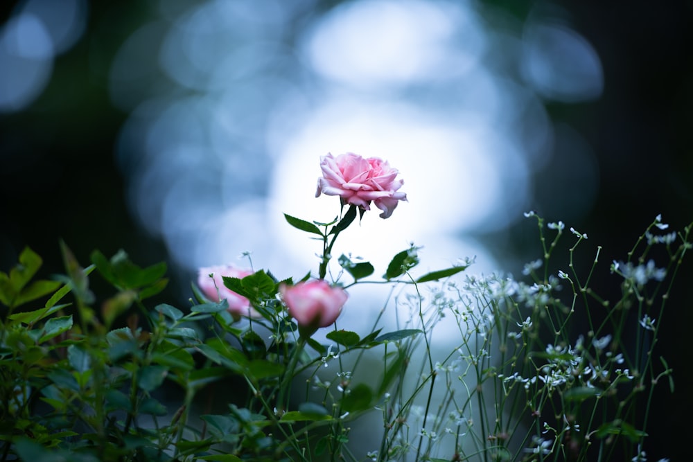 a single pink rose sitting on top of a lush green field