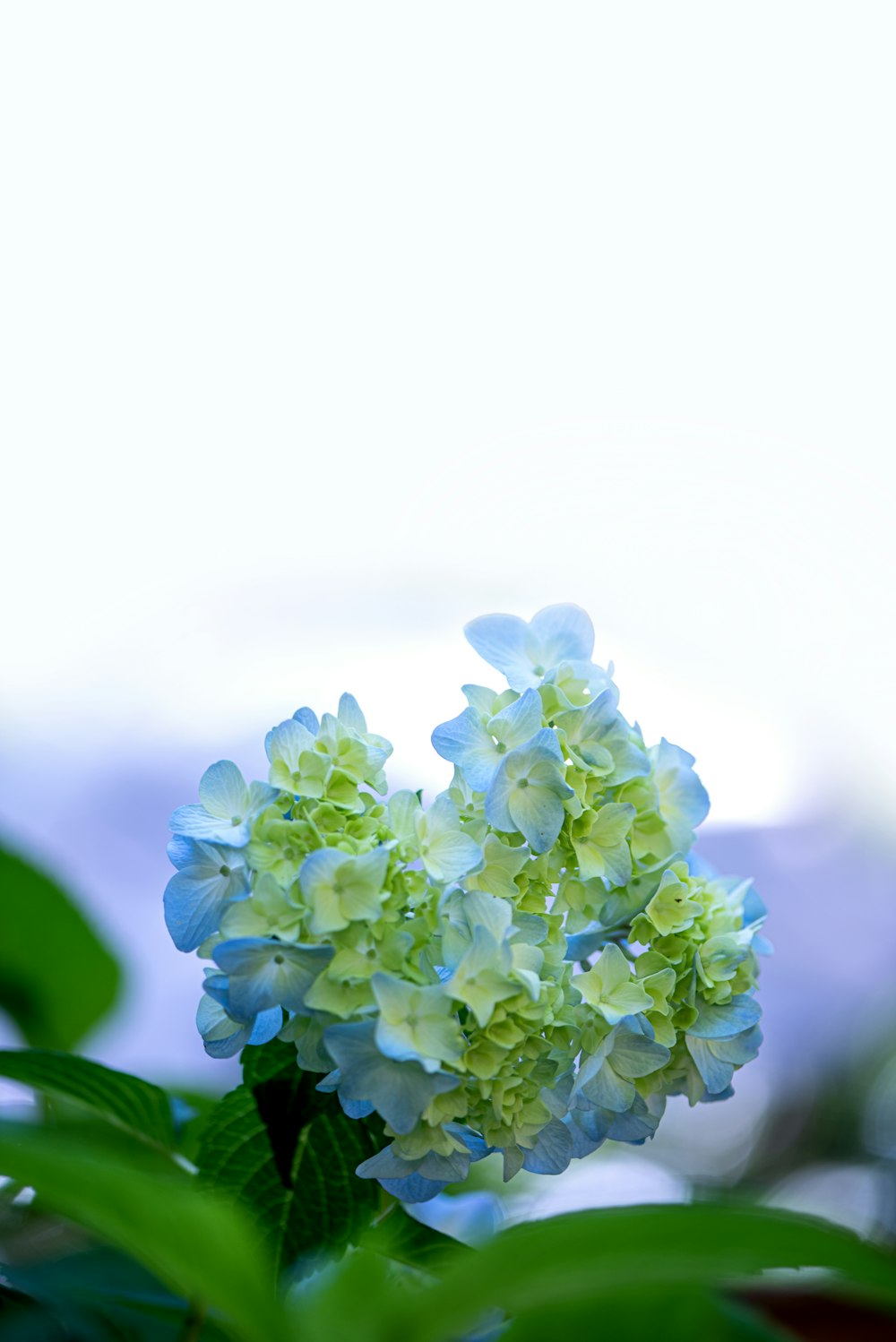 um close up de uma flor azul e verde