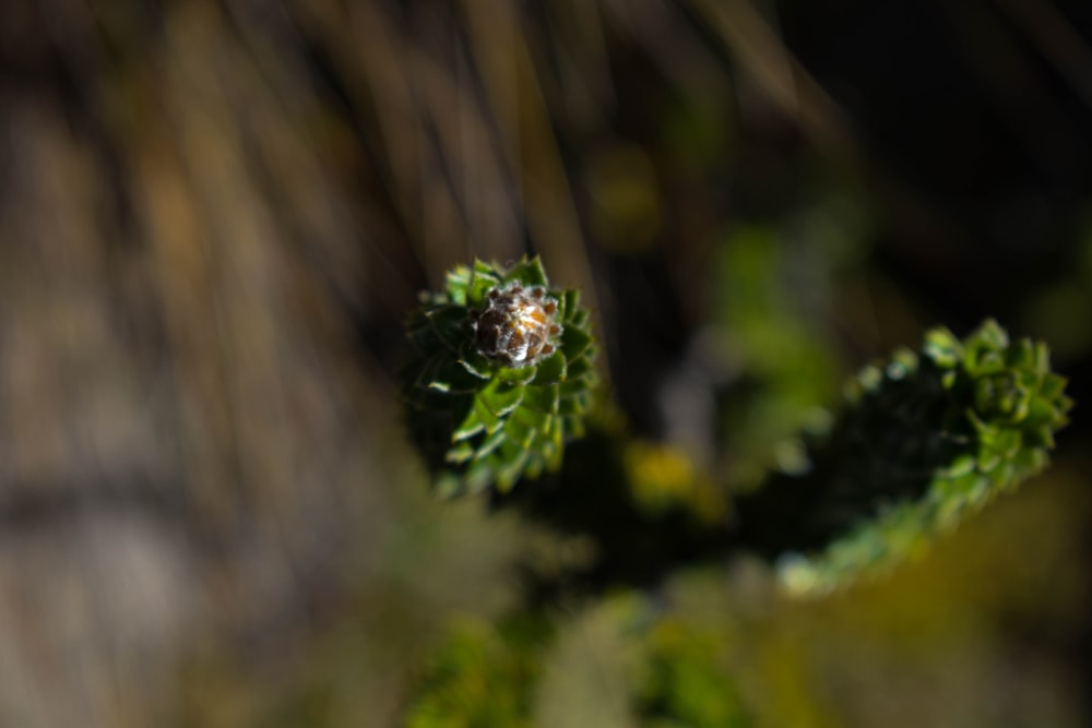 a close up of a small green plant