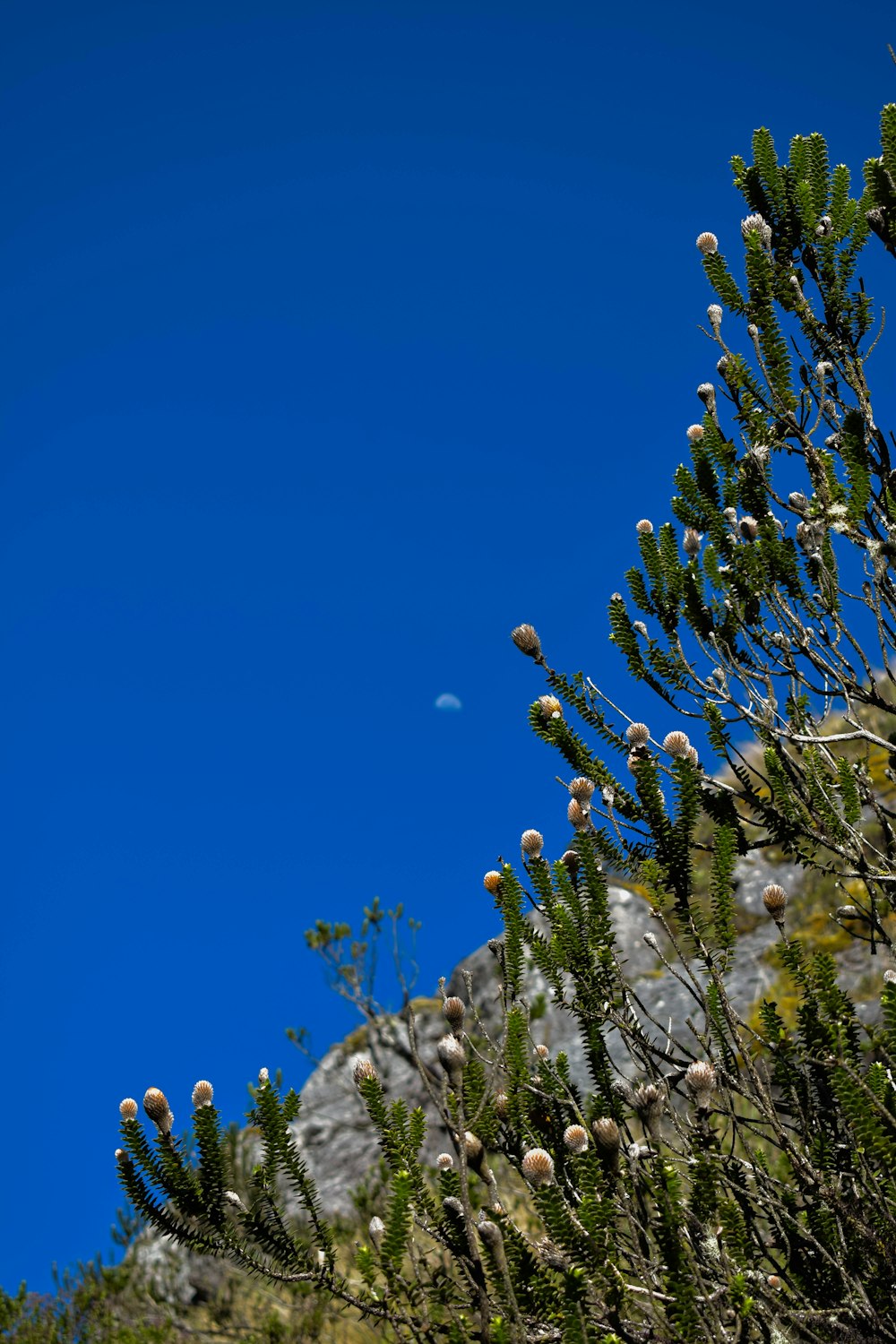 uma vista de uma árvore com uma lua no fundo