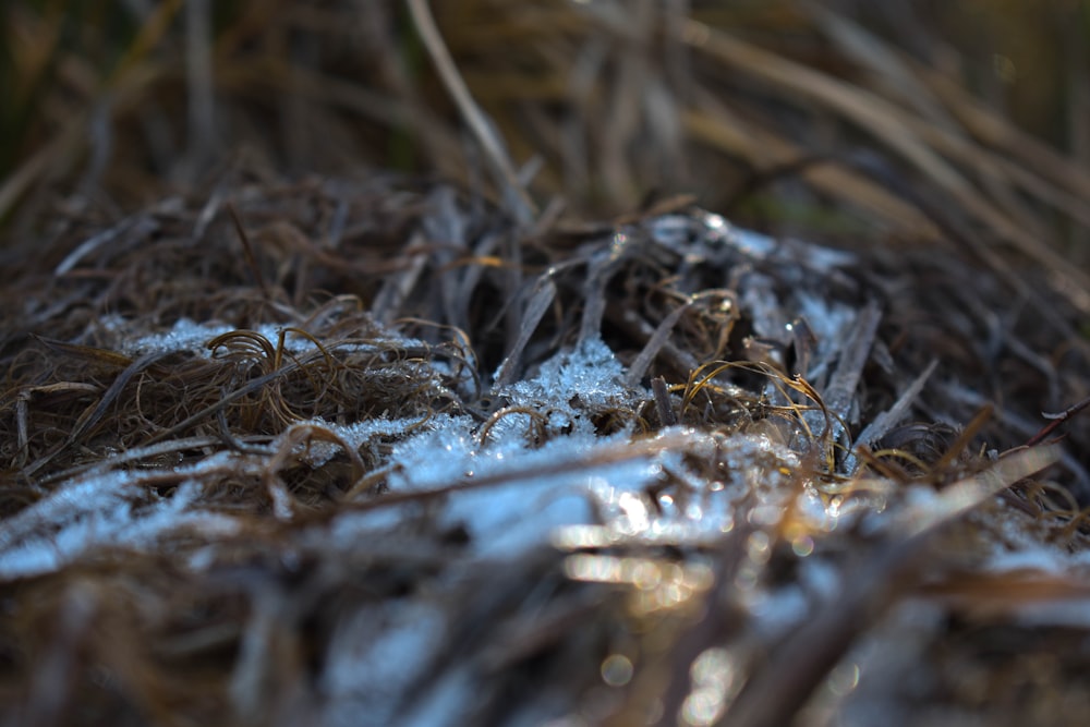 Un primer plano de un nido de pájaro cubierto de nieve