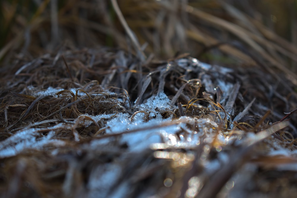 a close up of a bird nest covered in snow