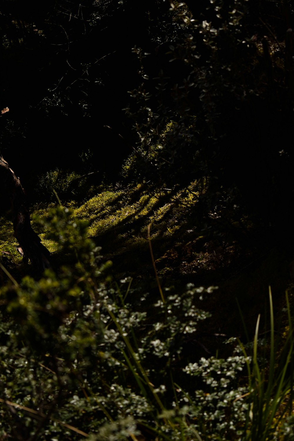 a man riding a horse through a lush green forest