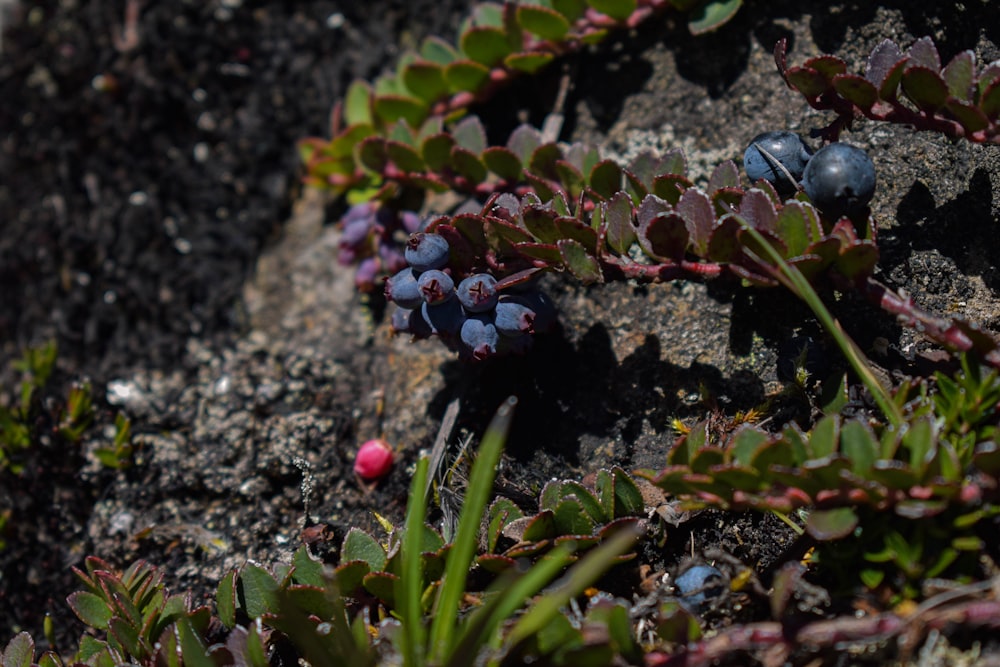 a close up of a plant on a rock