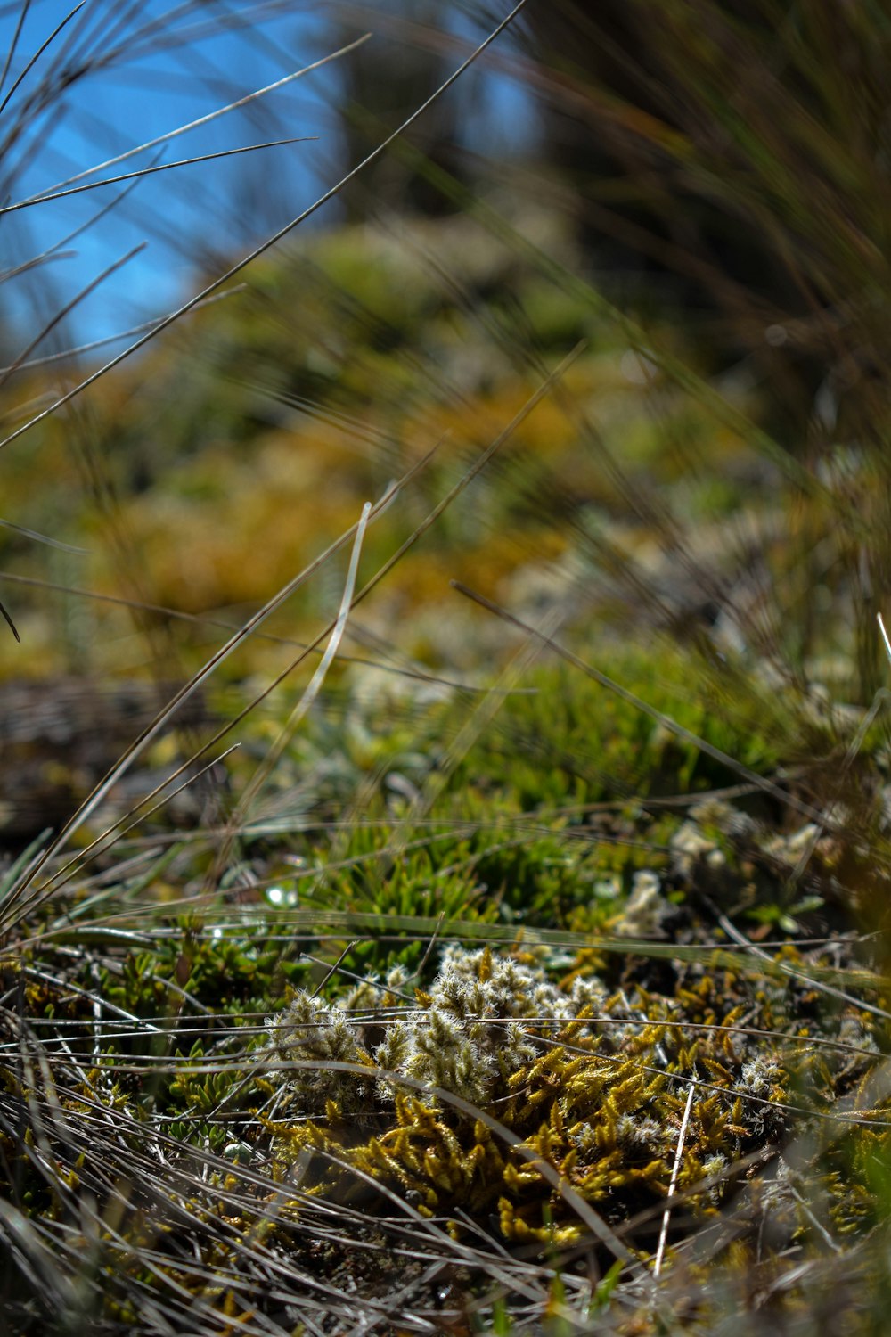 a small bird sitting on top of a lush green field