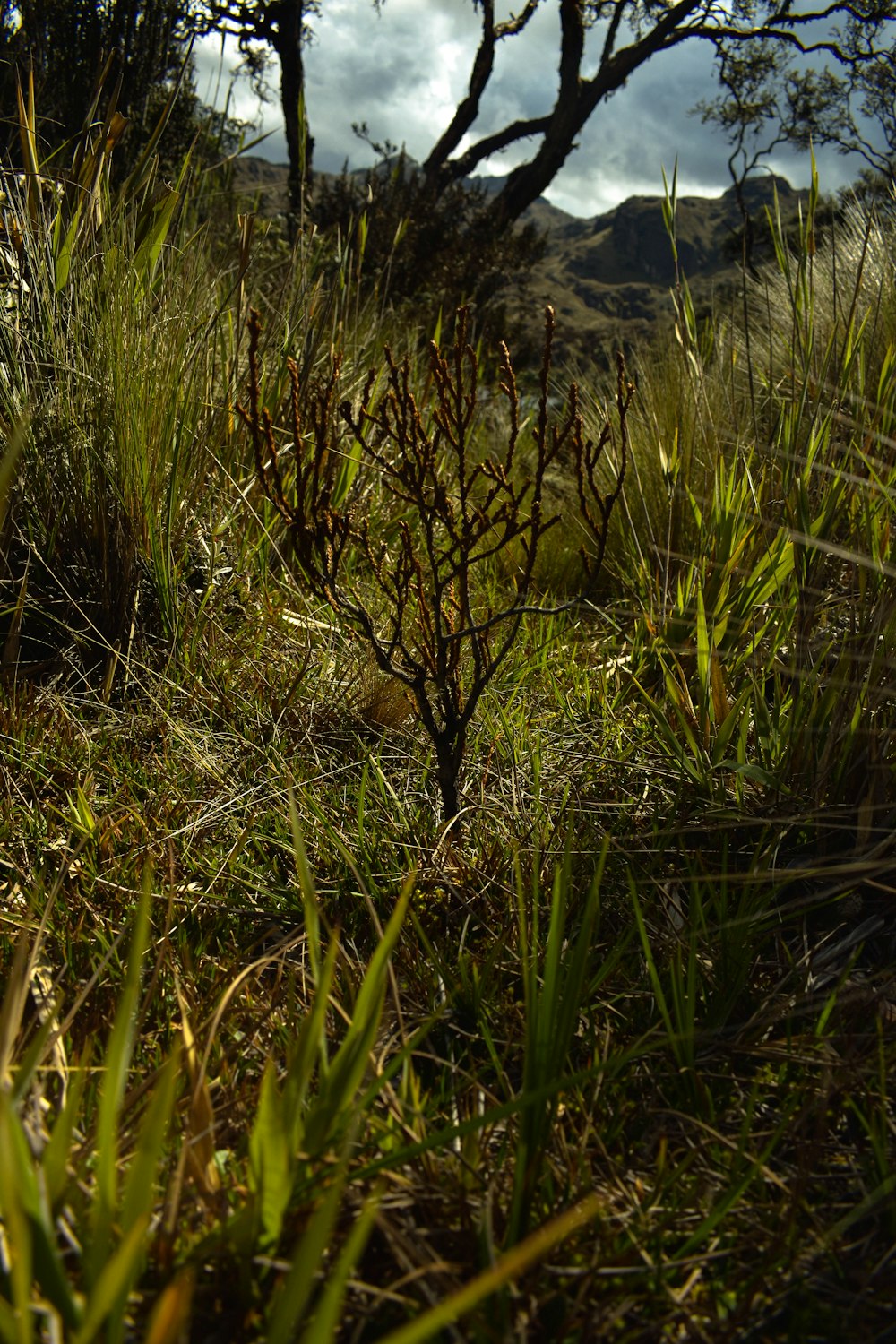 un petit arbre au milieu d’un champ herbeux