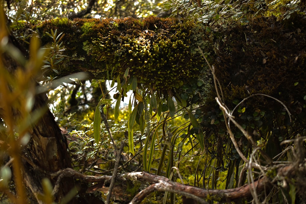 Un árbol cubierto de musgo en medio de un bosque