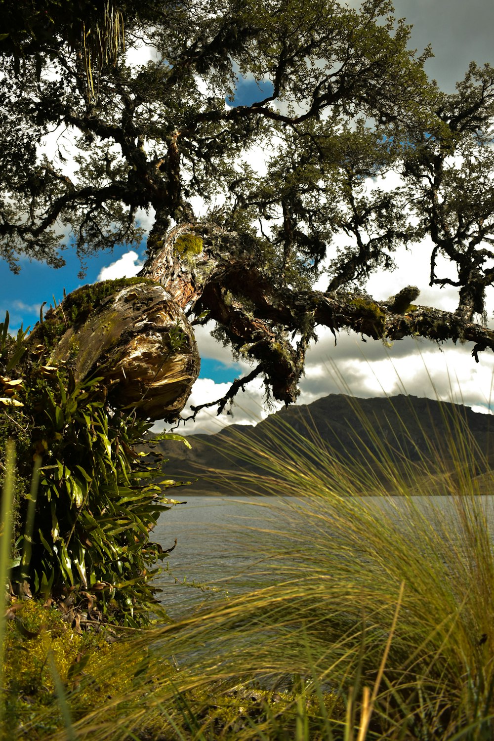 un árbol que está al lado de un cuerpo de agua