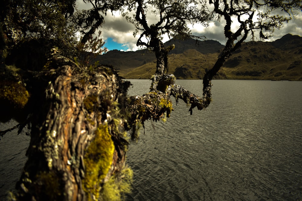 un árbol que está al lado de un cuerpo de agua