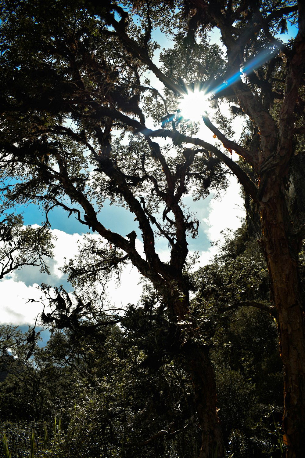 the sun shines through the branches of a tree