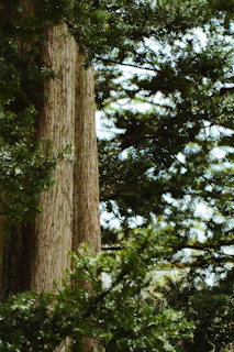 a large tree in the middle of a forest