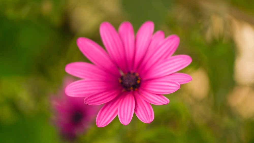 a pink flower with a blurry background