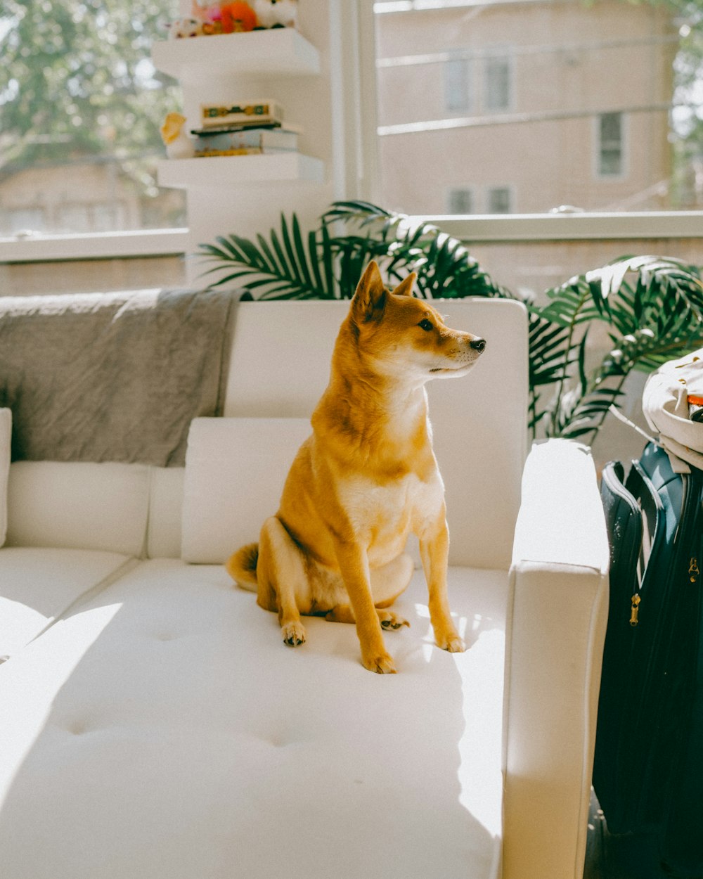 a dog sitting on a couch in a living room