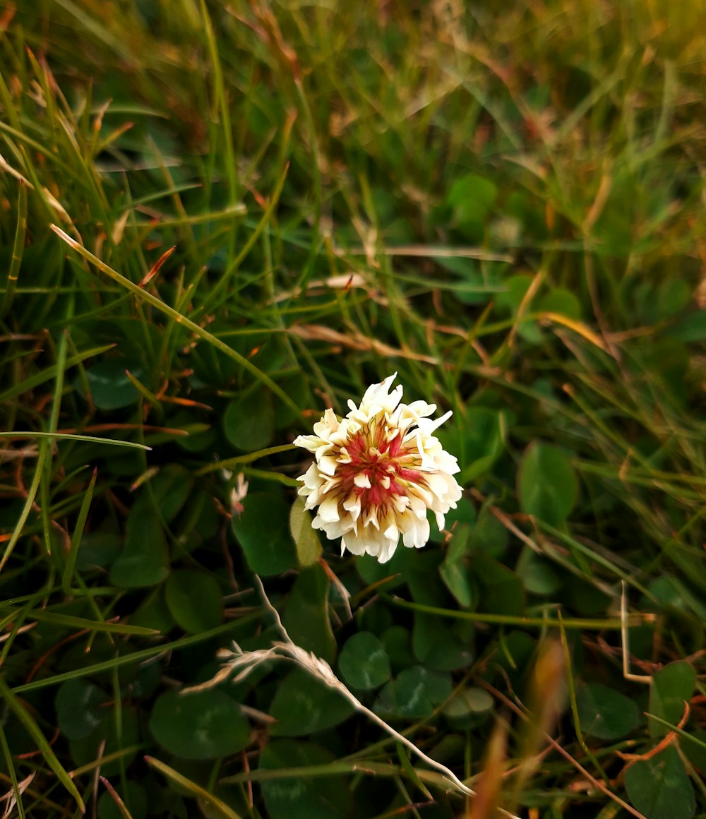 a white and red flower sitting in the grass