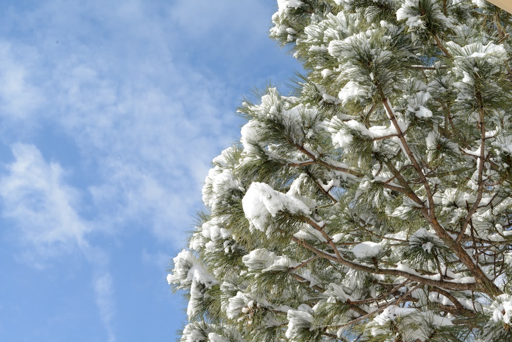 uma árvore coberta de neve sob um céu azul