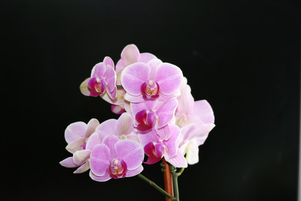 a close up of a pink flower on a black background