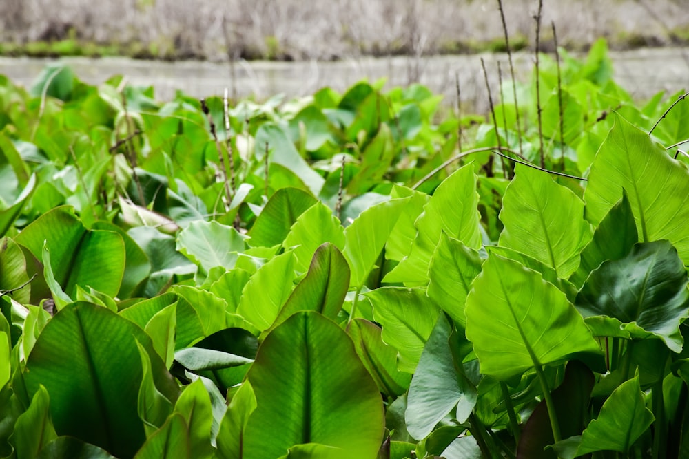 a field full of green plants next to a river