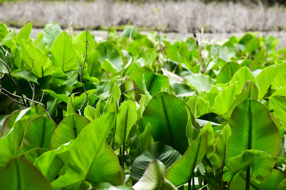 a field with lots of green plants growing in it