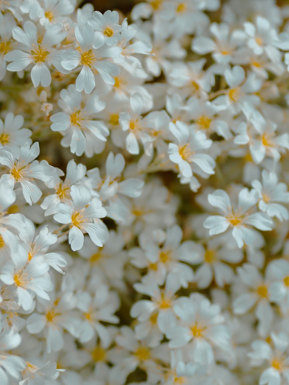 a bunch of white flowers with yellow centers