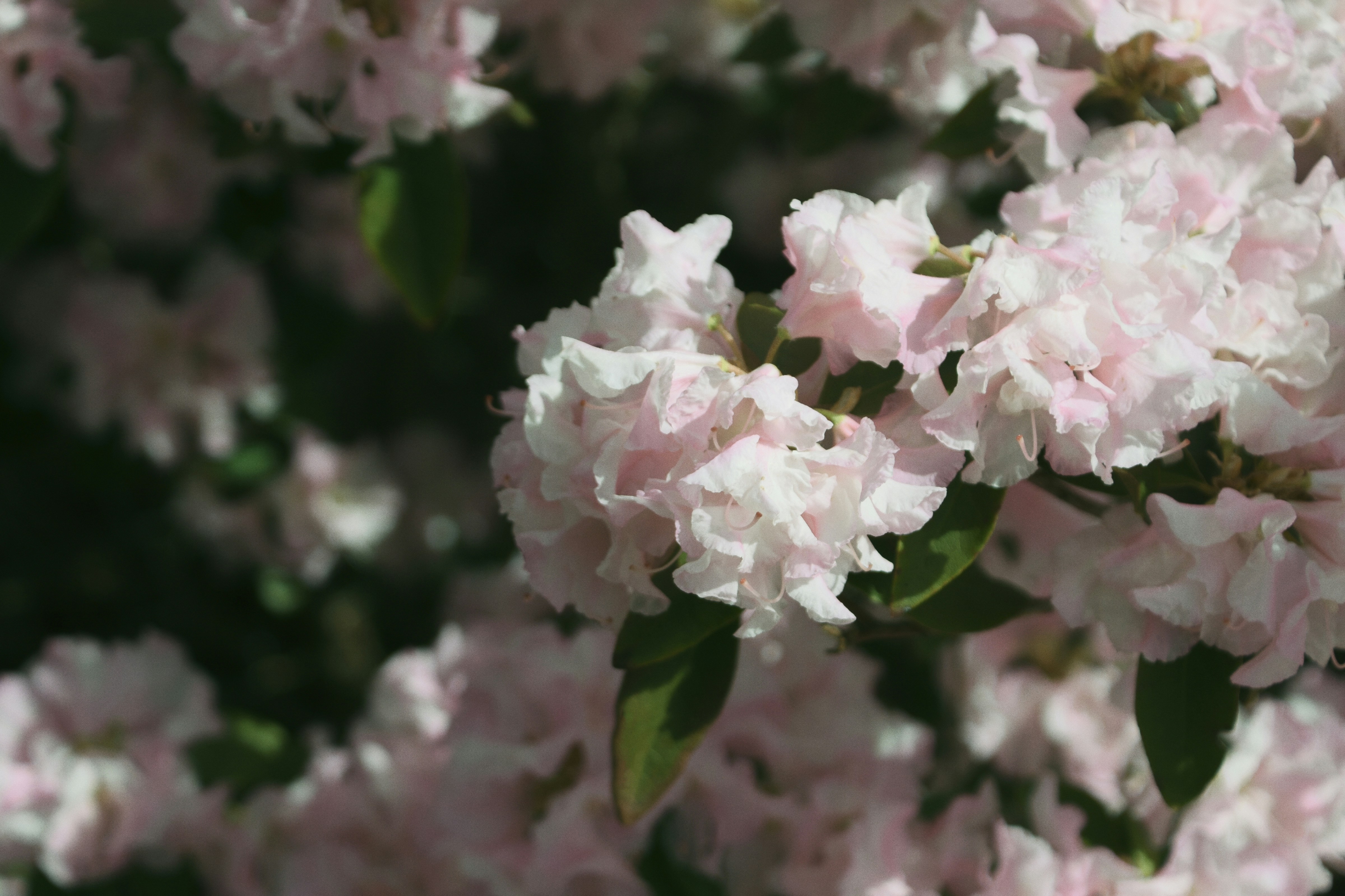 Photo by littlebearhugs