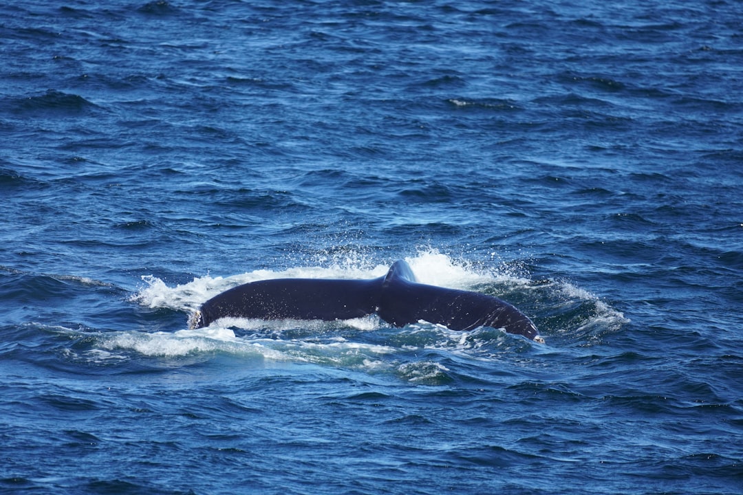 a whale is swimming in the water
