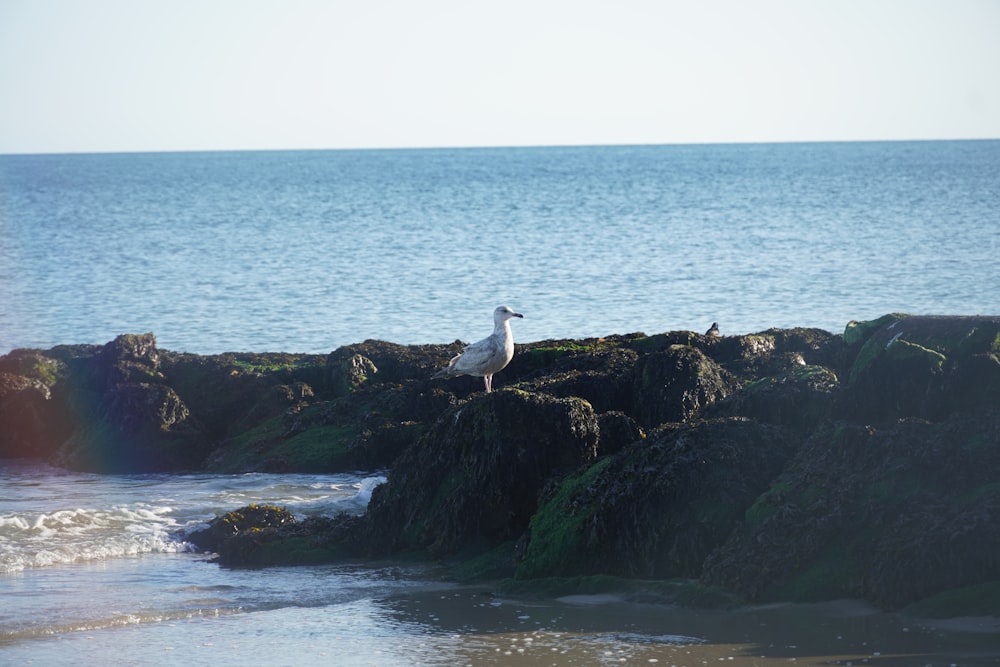 a seagull sitting on a rock near the ocean